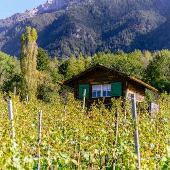Small hut with green shutters in the middle of an autumnal vineyard against an Alpine backdrop