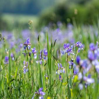 A close-up of purple irises in a meadow at the Ruggell Wetland Liechtenstein on a sunny summer day.