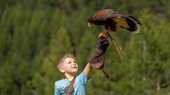 Harris-Hawk sits on the hand of a boy