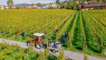 Workers harvesting grapes in the vineyards of the Court Winery, with tractor and harvest containers.