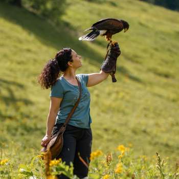 Harris-Hawk sits on a woman's hand