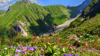 Blooming alpine meadows with purple and red flowers against the imposing mountain backdrop of Alp Lawena in Liechtenstein - a paradise for hikers in summer.