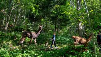 A child leads a llama along a forest path through the green thicket during llama and alpaca trekking