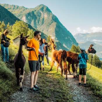Guided llama hike on a mountain trail