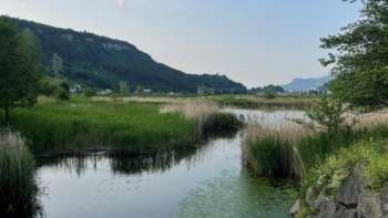 View of the Egelsee lake in Mauren in summer with green shore vegetation, reflecting water and peaceful natural scenery.