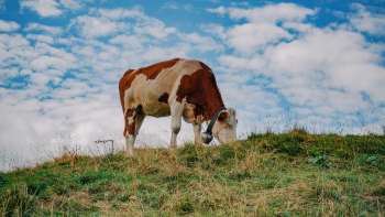 A brown and white cow stands on a green pasture under a blue sky in Liechtenstein - a symbol of species-appropriate animal husbandry and closeness to nature.