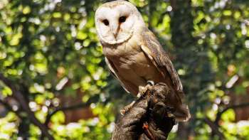 Barn owl sitting on one hand