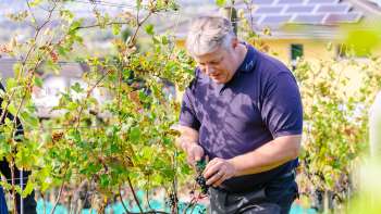 Careful hand-picking of grapes in the Hoop vineyard in Liechtenstein - quality begins in the vineyard.