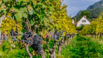 Ripe blue grapes hang on the vines of a sunny vineyard in Vaduz