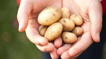 Potato harvest