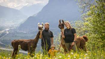 Hike with llamas and alpacas in the mountains of Liechtenstein