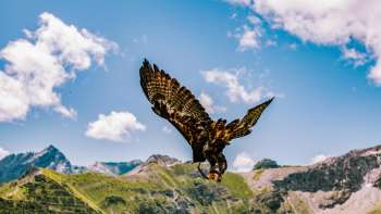 Eagle flies in the Liechtenstein mountains