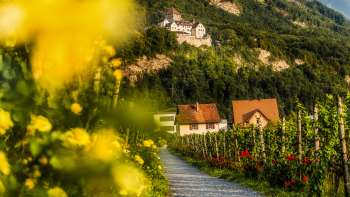 Vineyard in bloom with a view of Vaduz Castle in the evening sun.