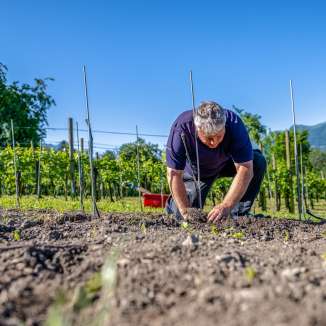 Winegrower plants young vines in a sunny vineyard in Liechtenstein in front of an alpine landscape