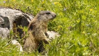 Marmot stretches out of its burrow in the middle of a colorful alpine meadow in Malbun, surrounded by green grasses and wildflowers.