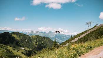 Eagle flies in the Liechtenstein mountains