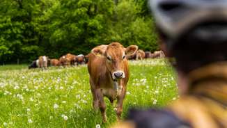 Cyclist gazes at a curious cow in a flowering meadow with dandelions - idyllic scenery on a bike tour in Liechtenstein