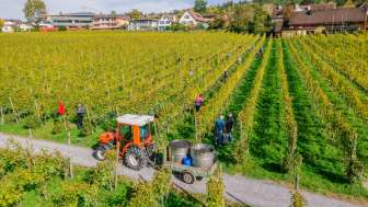 Grape harvest with tractor in Liechtenstein vineyards Grape harvest in an autumnal vineyard in Liechtenstein with harvest helpers and tractor trailer for grapes