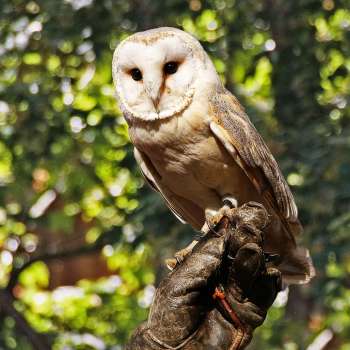 Barn owl sitting on one hand