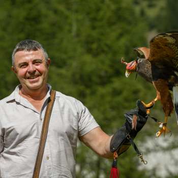Falconer with Harris Hawk on his hand