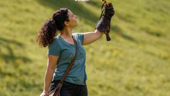 Harris-Hawk sits on a woman's hand