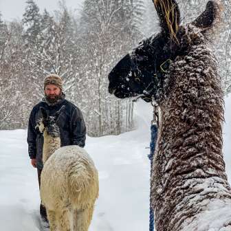 Man with two llamas on a snowy hiking trail in Liechtenstein in snowfall and winter forest