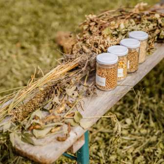 Dried chickpeas and plant samples displayed on a wooden bench outside