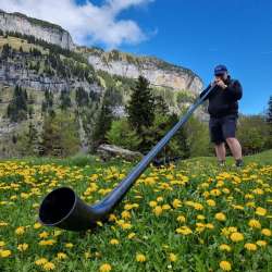 Alphorn sounds against a mountain backdrop - living tradition in the Liechtenstein Alps Person playing alphorn on a dandelion meadow in front of steep rock faces in the mountains of Liechtenstein under a blue sky