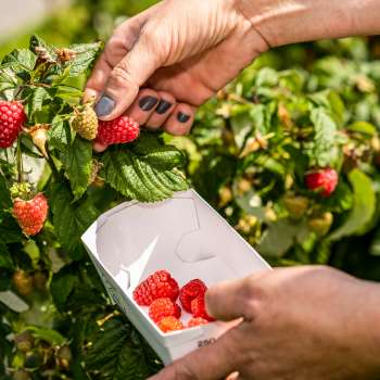Freshly picked strawberries straight from the bush at Neufeldhof - seasonal fruit to pick yourself in Liechtenstein.