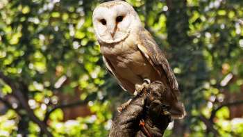 Barn owl sitting on one hand