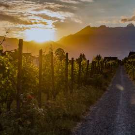 Vineyards of the Court Winery of the Prince of Liechtenstein in Vaduz at sunset with a view of the mountains - atmospheric evening mood in the Principality of Liechtenstein