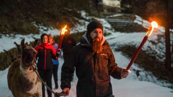 Group on a guided llama hike in snowy Liechtenstein with torches - atmospheric outdoor adventure for young and old.