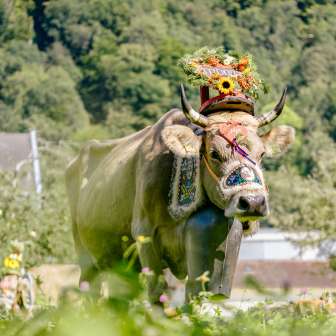 Cow with elaborate floral decorations and traditional bell during the traditional alpine ride in Liechtenstein, against a green natural backdrop