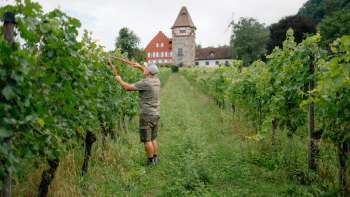 Winemaker Harry Zech at work in the vineyard in front of St. Peter's Church in Schaan - sustainable viticulture in Liechtenstein.
