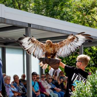 A boy holds a bird of prey in his arms, guided by a falconer