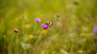 Nature in Liechtenstein