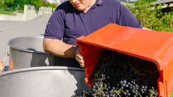 Winemaker from the Hoop winery empties freshly harvested, dark grapes into a barrel - the start of wine production in Liechtenstein.
