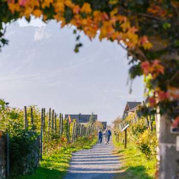 Autumnal wine trail, lined with colorful leaves and an arbor of vines.
