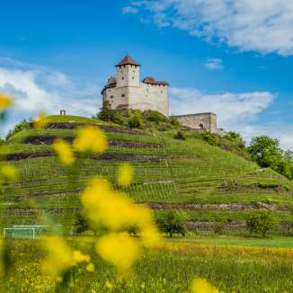 Spring meadows with yellow flowers in front of Gutenberg Castle in Balzers - a popular stage on the Liechtenstein Trail with a historic panorama