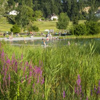 Blooming meadow flowers in front of the Grossabünt bathing lake - a popular excursion destination in Liechtenstein for nature and bathing enthusiasts.