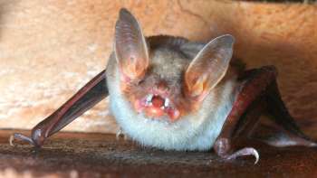 Bats in Liechtenstein - a photo exhibition