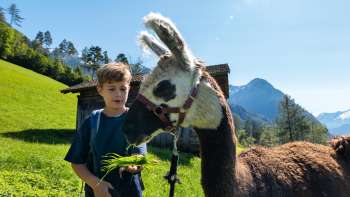 Child feeding a llama in a meadow