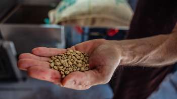 Close-up of a hand showing coffee beans from Demmel Kaffee