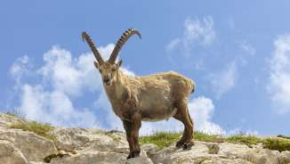 An ibex on a rock
