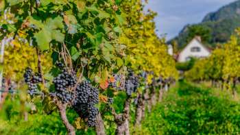 Vines with ripe dark grapes in a Court Winery vineyard in Liechtenstein.