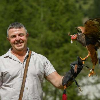 Falconer with Harris Hawk on his hand