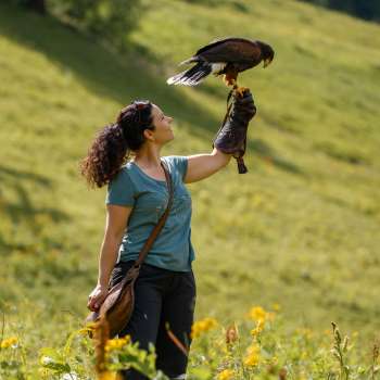 Harris-Hawk sits on a woman's hand