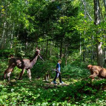 Llama and alpaca trekking through the shady forest