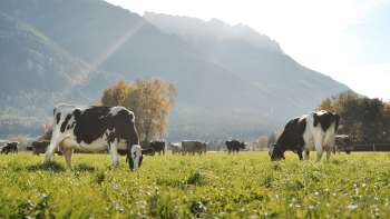 Cows graze on a lush meadow in Liechtenstein, with a picturesque mountain backdrop - an idyllic view of sustainable agriculture.