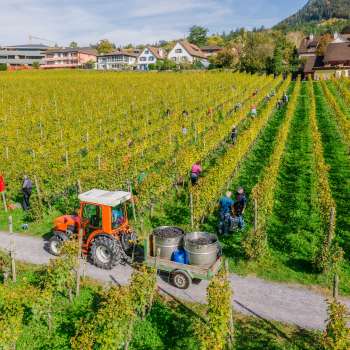 Workers harvesting grapes in the vineyards of the Court Winery, with tractor and harvest containers.